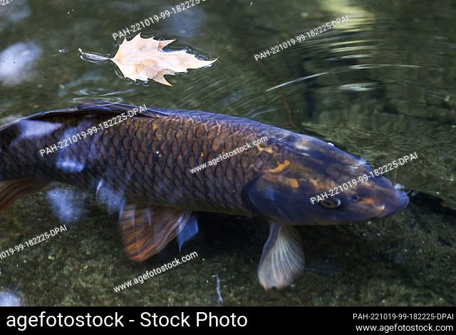 PRODUCTION - 19 October 2022, North Rhine-Westphalia, Cologne: A carp swims in a pond in Flora. Photo: Oliver Berg/dpa. - Cologne/North Rhine-Westphalia/Germany