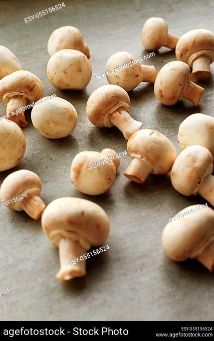Fungus. Mushrooms on the table