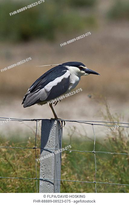 Black crowned night Heron adult on fence post - Coto Donana, Spain