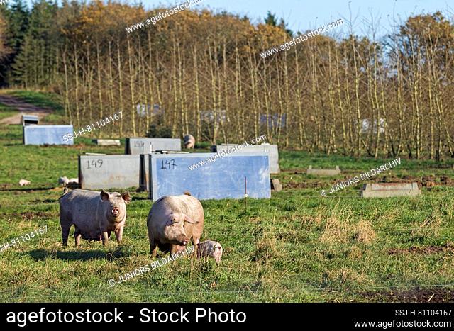 Domestic Pig (Sus scrofa domestica). Free-ranging sows with piglets. Germany