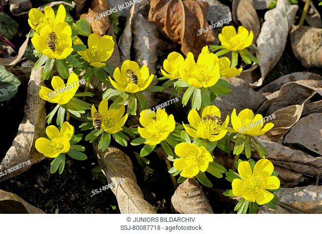 DEU, 2009: Winter Aconite (Eranthis hyemalis, Eranthis hiemalis). Flowering plants with Honeybees (Apis mellifera)