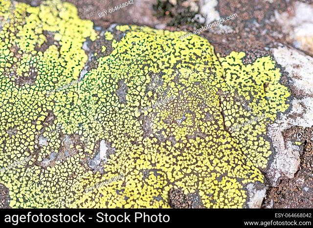 Yellow Crustose LIchen Growing on a Rock in Nopiming Provincial Park in Manitoba
