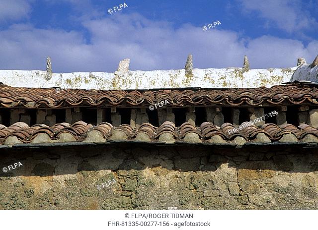 Old 'Palomar' pigeon house, close-up of double roof, Spain