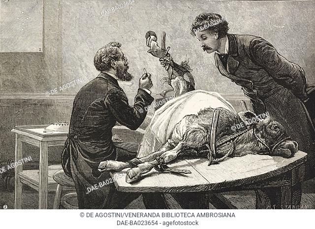 Taking lymph from the calf, illustration from The Graphic, volume XXVII, no 685, January 13, 1883