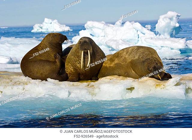 Walrus (Odobenus rosmarus), Svalbard, Norway