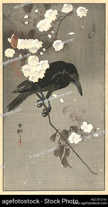 Crow with cherry blossom. Creator: Ohara, Koson (1877-1945)
