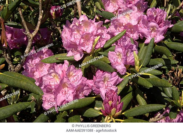 Catawba Rhododendron  (Rhododendron catawbiense) Roan Mountain, NC  2007  Digital Capture