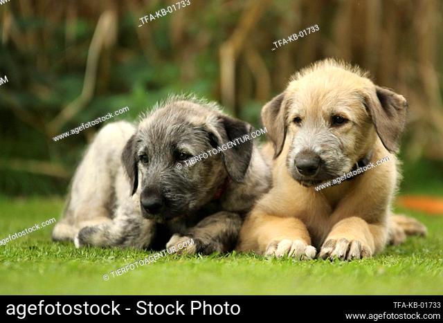lying Irish Wolfhound Puppies