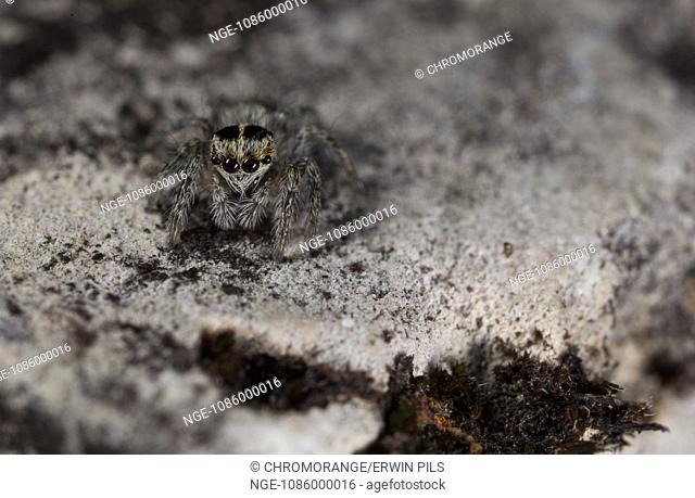 Jumping spider, Philaeus chrysops
