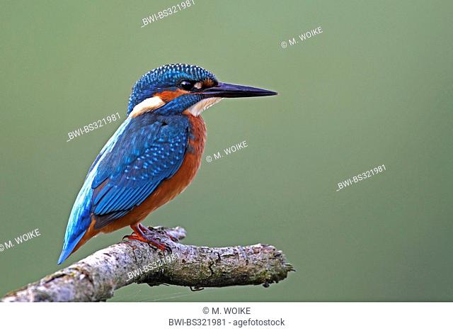 river kingfisher (Alcedo atthis), male sitting on a branch, Netherlands, Flevoland