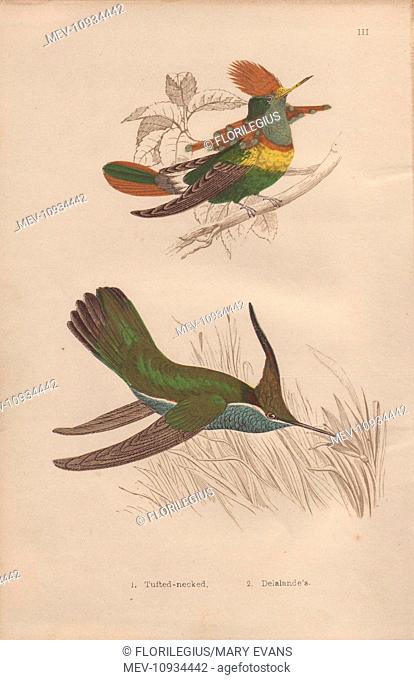Tufted-necked hummingbird, Trochilus ornatus, and Delalande's hummingbird, Stephanoxis lalandi. Hand-colored steel engraving from H. G