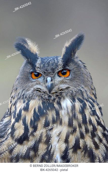 Eurasian eagle-owl (Bubo bubo), adult female, portrait, Sumava National Park, Bohemia, Czech Republic