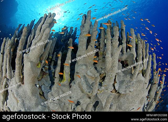 Lyretail Anthias at Coral Reef, Pseudanthias squamipinnis, Red Sea, Egypt