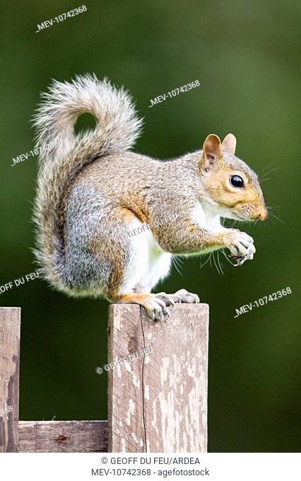 Grey Squirrel on wooden fence (Sciurus carolinensis)