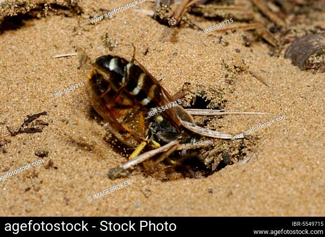 Beaked gyro wasp