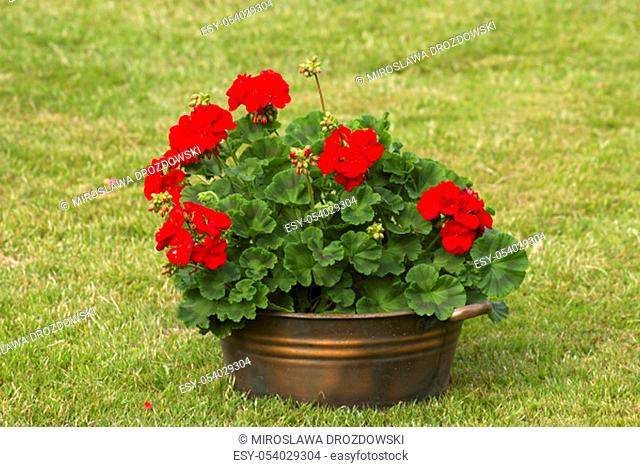 Metal pot with geranium zonal, pelargonium hortorum with red flowers
