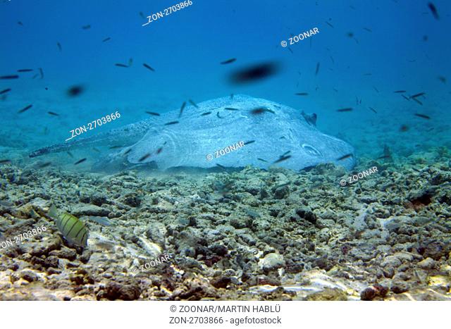 Igelrochen, Urogymnus asperrimus, Ari Atoll, Malediven, Indischer Ozean, Porcupine Ray, Ari Atol, Maldives, Indian Ocean