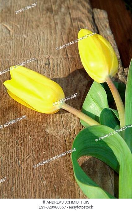 Gelbe Tulpen in Nahaufnahme auf einem Holzbrett