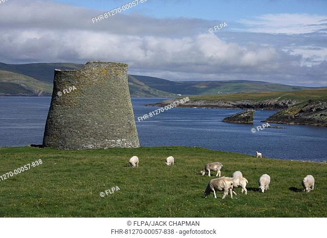 Iron Age broch and grazing sheep near coast, Mousa Broch, Mousa, Shetland Islands, Scotland, august