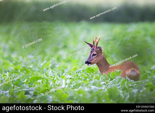 Rehbock Jaehrling aest in einem Zuckerruebenfeld - (Europaeisches Reh - Rehe) / Roe Deer yearling browses in a sugar beet field - (European Roe Deer - Western...