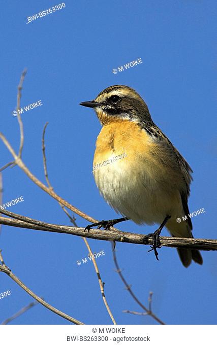 whinchat Saxicola rubetra, sitting on a branch, Greece, Lesbos