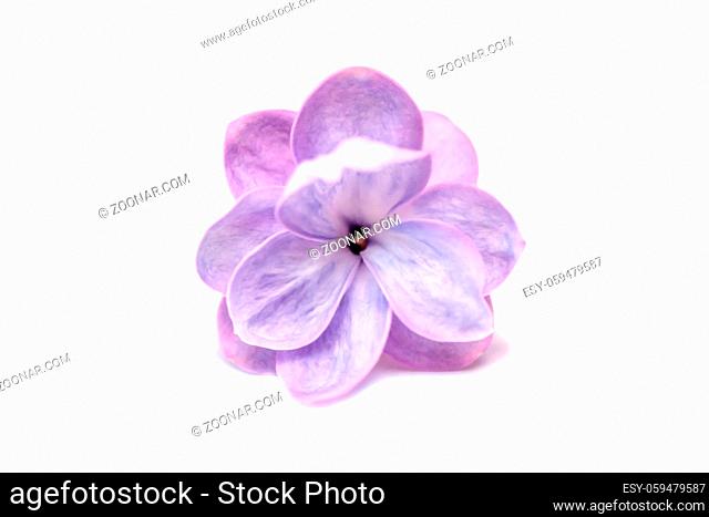 Lilac single flower isolated on a white background