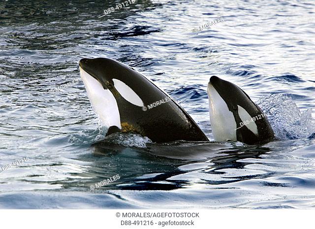 Orcinus orca 'Killer Whale'