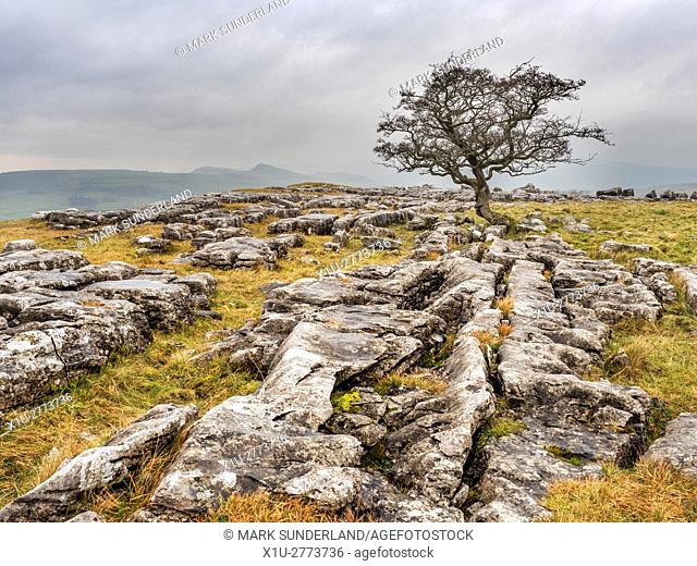Lone Tree on Limestone Pavement at Winskill Stones near Stainforth Ribblesdale Yorkshire Dales England