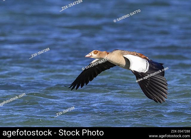Egyptian Goose (Alopochen aegyptiaca), adult in flight, Western Cape, South Africa