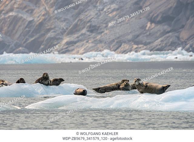 Harbor seals (Phoca vitulina) on an ice floe in Tracy Arm, a fjord in Alaska near Juneau, Tongass National Forest, Alaska, USA