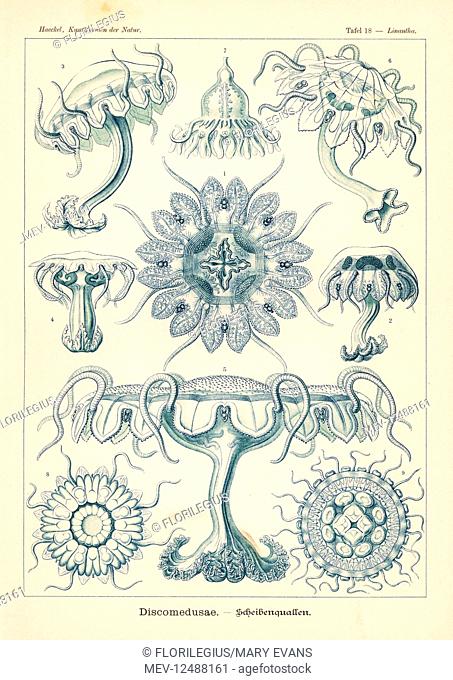 Discomedusae jellyfish: Linantha lunulata 1, 2, Palephyra antiqua 3, 4, 5, Palephyra pelagica 6, Coronatae species 7, Nausithoe challengeri 8