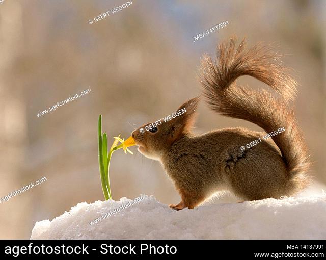 red squirrel is smelling a daffodil in the snow