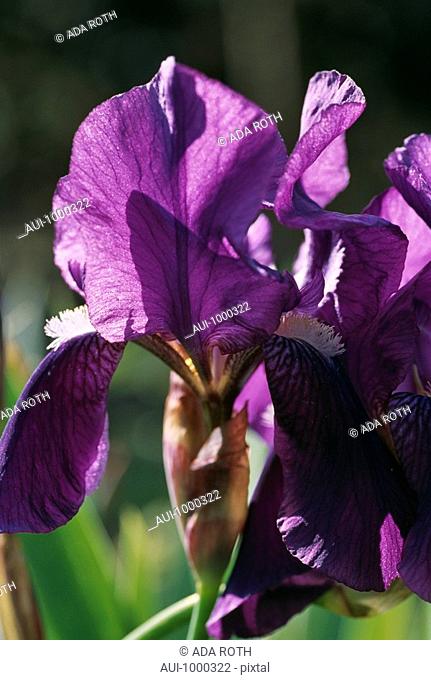 Iris rhizomatous - purple - sun rays playing with transparency