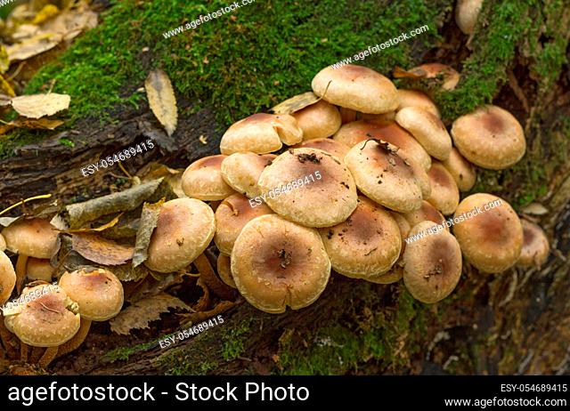 Fungi, mushroom small much growing on timber