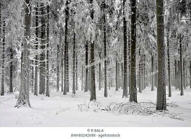 Norway spruce Picea abies, snow-covered spruce forest, Germany, North Rhine-Westphalia, Hochsauerland