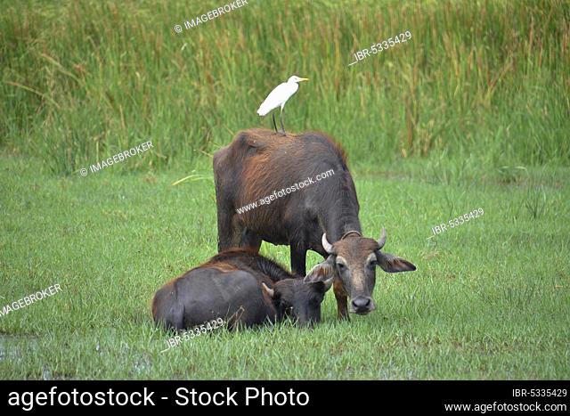 Water buffalo, Mattala, Sri Lanka, Asia