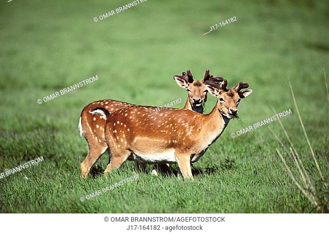 Fallow Deer (Dama dama). Oland, Sweden