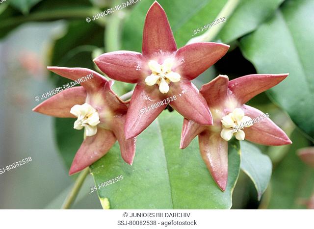DEU, 2008: Honey Plant, Waxplant (Hoya imperialis), three flowers