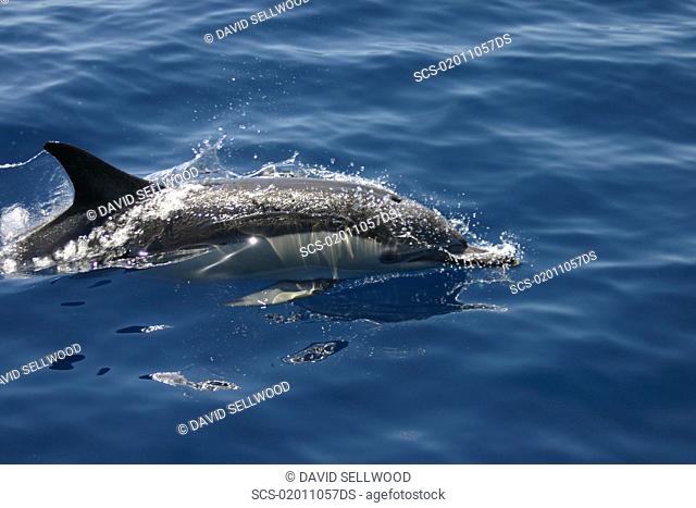 Short beaked common dolphin Delphinus delphis surfacing, Gran Canaria, Canary Islands, Atlantic Ocean RR