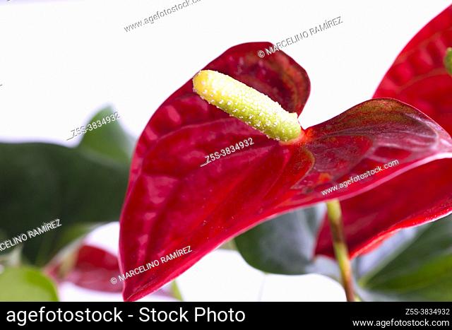 Red Anthurium Flamingo Flower isolated on a white background. Anthurium is a genus of about 1000 species of flowering plants