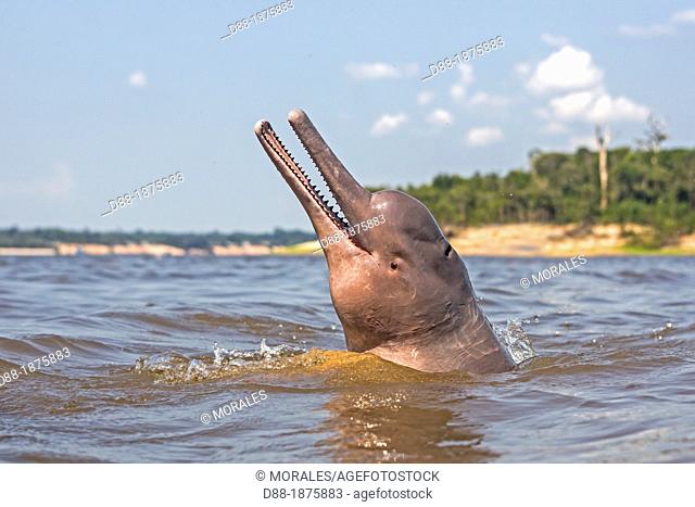 South America , Brazil, Amazonas state, Manaus, Amazon river basin, along Rio Negro , Amazon River Dolphin, Pink River Dolphin or Boto Inia geoffrensis