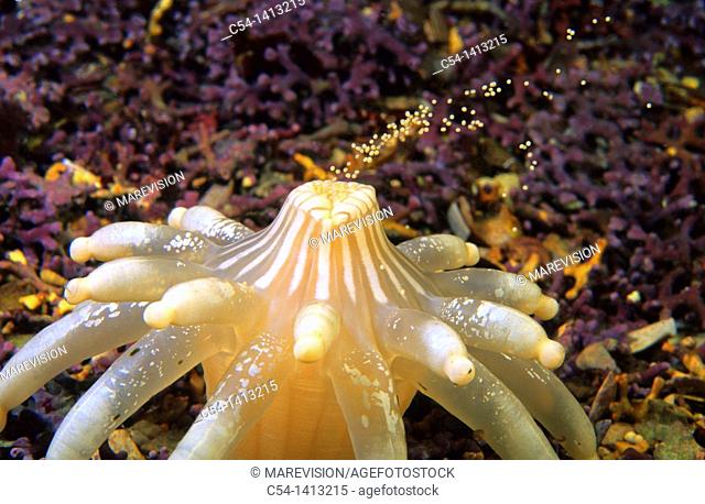 Sea Anemone (Anemonactis mazeli) releasing ova, Eastern Atlantic, Galicia, Spain