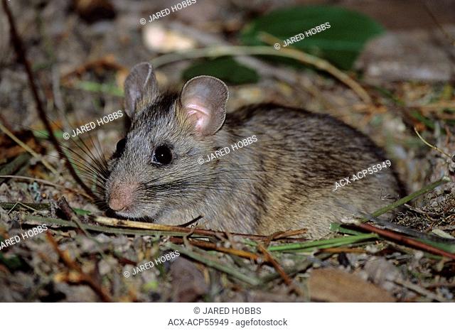 Bushy-tailed Woodrat, Neotoma cinerea, Southern BC. Spotted Owl prey, BC, Canada