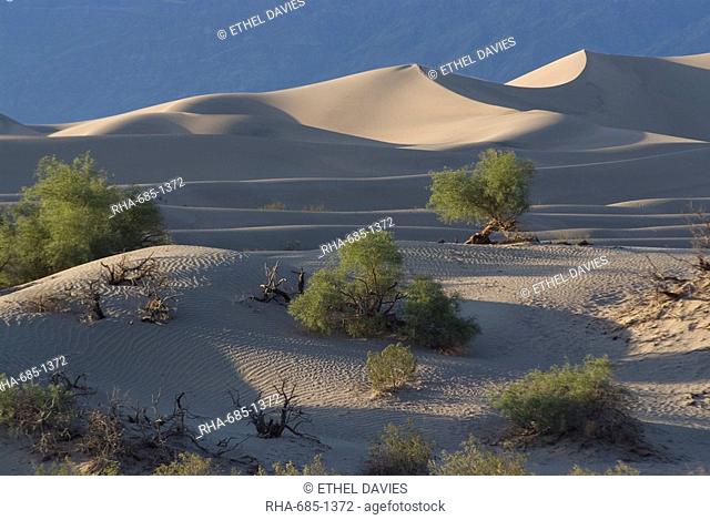 Sand dunes near Stovepipe Wells, Death Valley National Park, California, United States of America, North America