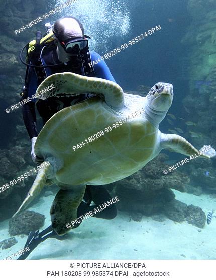 Diver Mirko Becker tries to pull a green turtle out of the water at the German Oceanographic Museum in Stralsund, Germany, 8 February 2018