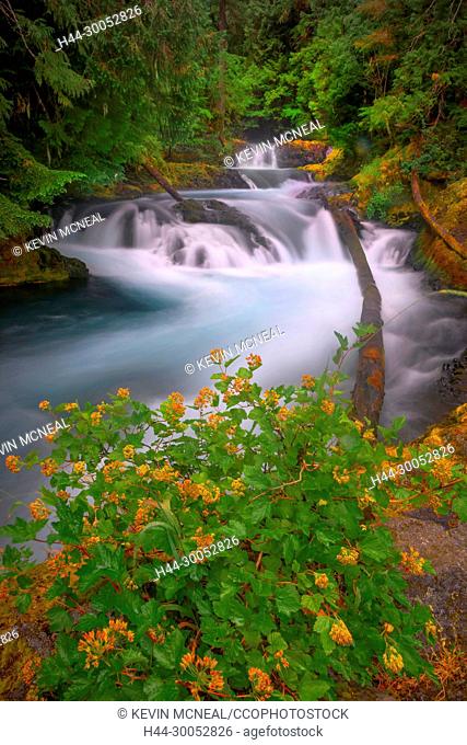 Sahalie Falls and Koosah Falls are located along the McKenzie Pass-Santiam Pass and West Cascades National Scenic Byways off Highway 126