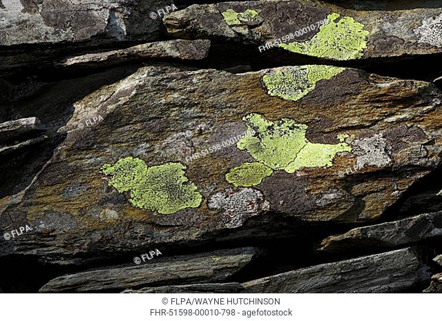 Map Lichen Rhizocarpon geographicum growing on upland rocks, England