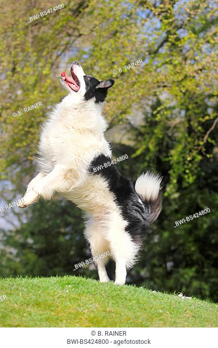 Australian Shepherd (Canis lupus f. familiaris), nine years old male dog standing on the hind legs, Germany