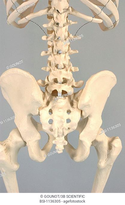 SKELETON, PELVIS<BR>Anatomical model of the pelvis of an adult human skeleton, posterior view.  The sacrum lies at the base of the spinal column