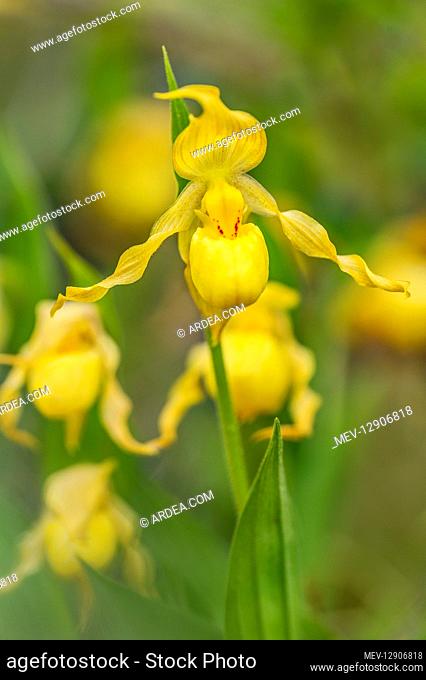 Yellow Lady Slipper or Yellow Lady's slipper orchid (Cypripedium parviflorum). Northern Rocky Mountains, June